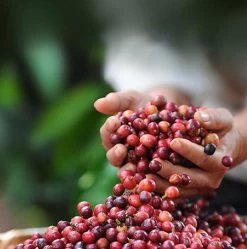 Nescafé Dolce Gusto Latte Macchiato Capsules - 90 Koffiecups -Koffiehuis 1190x1200