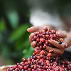 Nescafé Dolce Gusto Cortado Espresso Macchiato Capsules - 90 Koffiecups -Koffiehuis 1192x1200