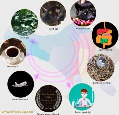 Kopi Luwak Koffie. 35 Gram Ongemalen Bonen. Direct Trade. Single Origin. The Original By Rich.Exclusive. 26 Kopi Luwak Koffie. 35 Gram Ongemalen Bonen. Direct Trade. Single Origin. The Original By Rich.Exclusive. -Koffiehuis 1200x1153 1