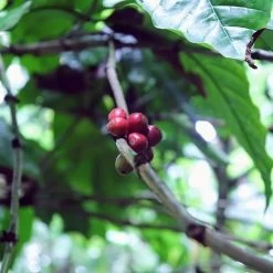 Kopi Luwak Koffie. 35 Gram Ongemalen Bonen. Direct Trade. Single Origin. The Original By Rich.Exclusive. 25 Kopi Luwak Koffie. 35 Gram Ongemalen Bonen. Direct Trade. Single Origin. The Original By Rich.Exclusive. -Koffiehuis 1200x1200 67