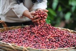 Nescafé Gold Oploskoffie - 6 Potten à 200 Gram 13 Nescafé Gold Oploskoffie - 6 Potten à 200 Gram -Koffiehuis 1200x798 7