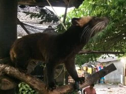 Kopi Luwak Koffie. 35 Gram Ongemalen Bonen. Direct Trade. Single Origin. The Original By Rich.Exclusive. 20 Kopi Luwak Koffie. 35 Gram Ongemalen Bonen. Direct Trade. Single Origin. The Original By Rich.Exclusive. -Koffiehuis 1200x900 1