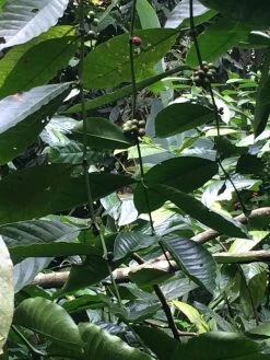 Kopi Luwak Koffie. 35 Gram Ongemalen Bonen. Direct Trade. Single Origin. The Original By Rich.Exclusive. 19 Kopi Luwak Koffie. 35 Gram Ongemalen Bonen. Direct Trade. Single Origin. The Original By Rich.Exclusive. -Koffiehuis 900x1200 1